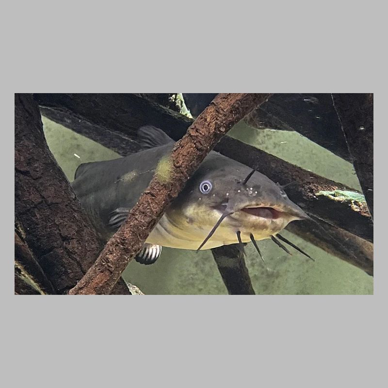 poisson chat aeiurus melas siluriforme xl