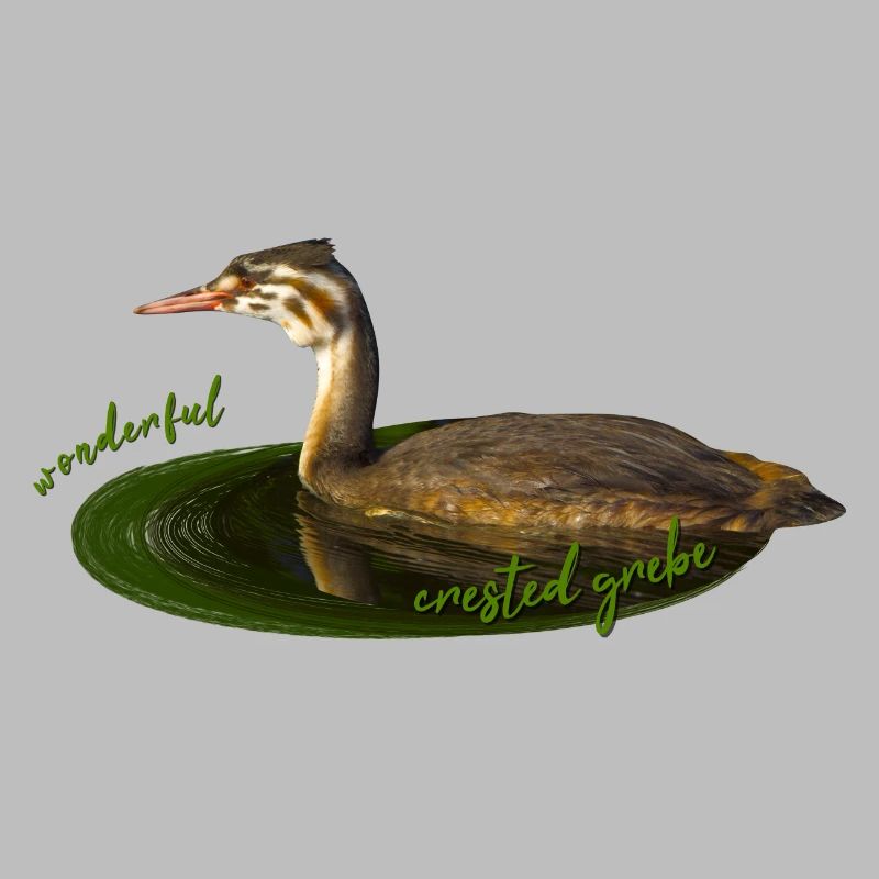 Great crested grebe