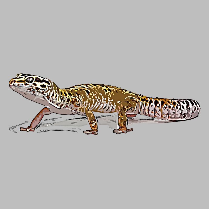 Leopard gecko