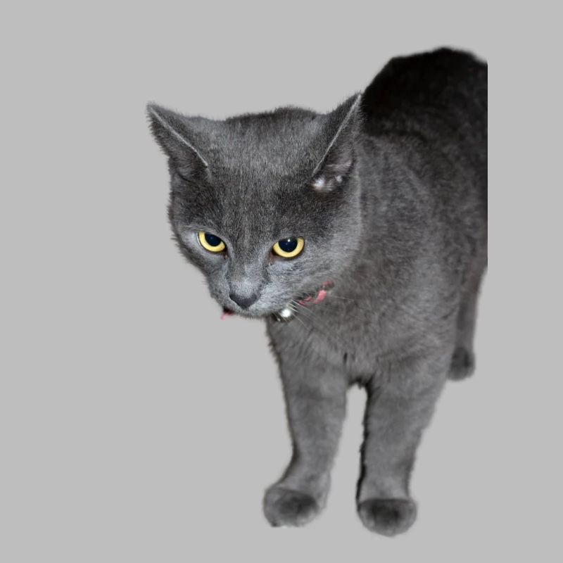 Katze schwarz grau