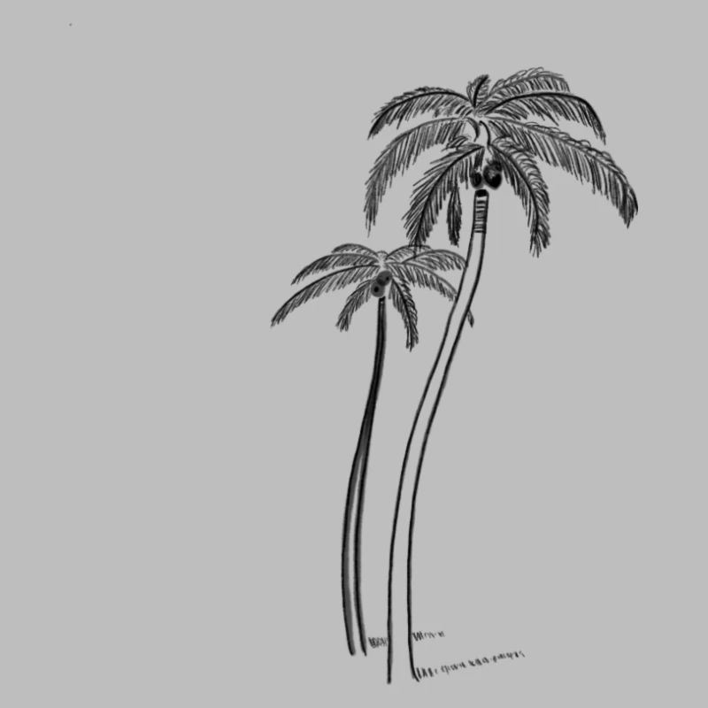 Palm trees with coconut