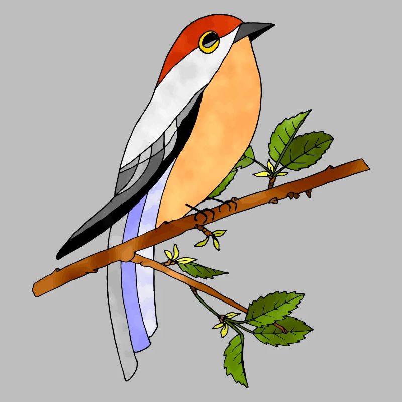 Oiseau coloré