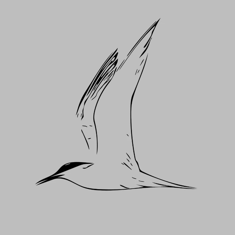 mouette