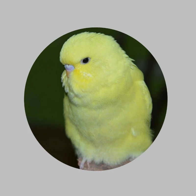 Budgies yellow budgie parakeet