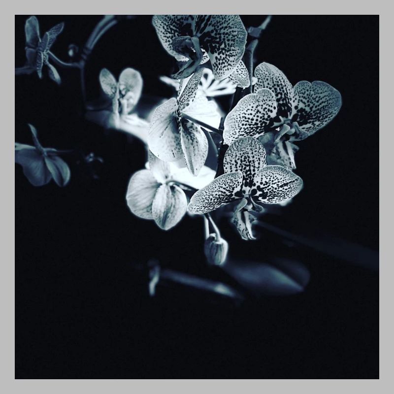 Orchidee black white effect