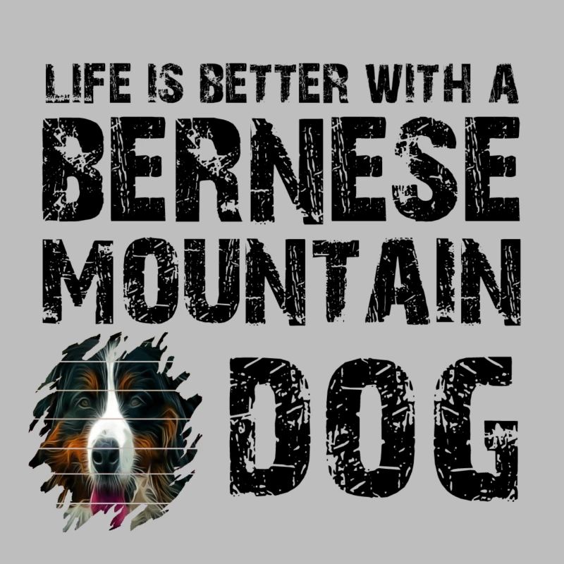 Bouvier bernois
