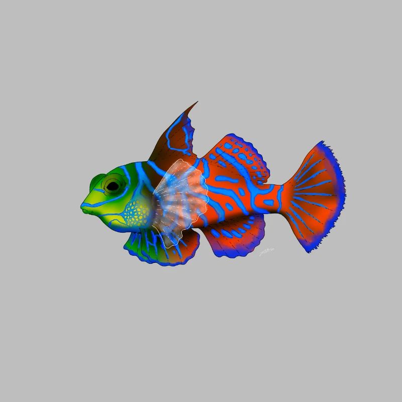 Mandarin Fish