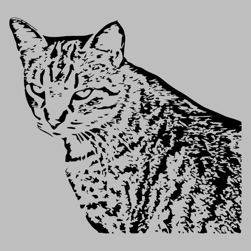 Cat, Kitten, Tiger Cat