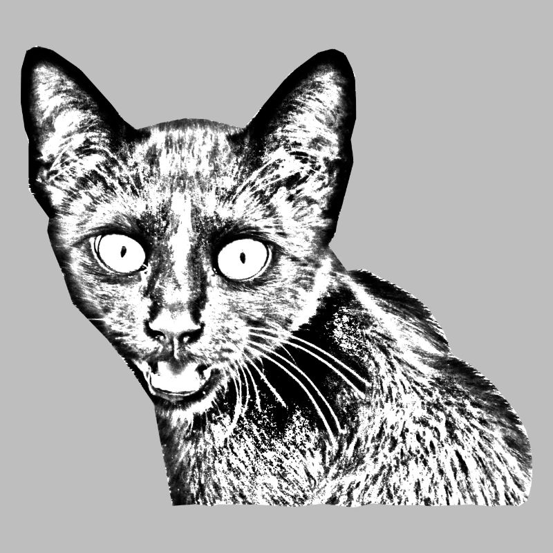 schwarze Katze