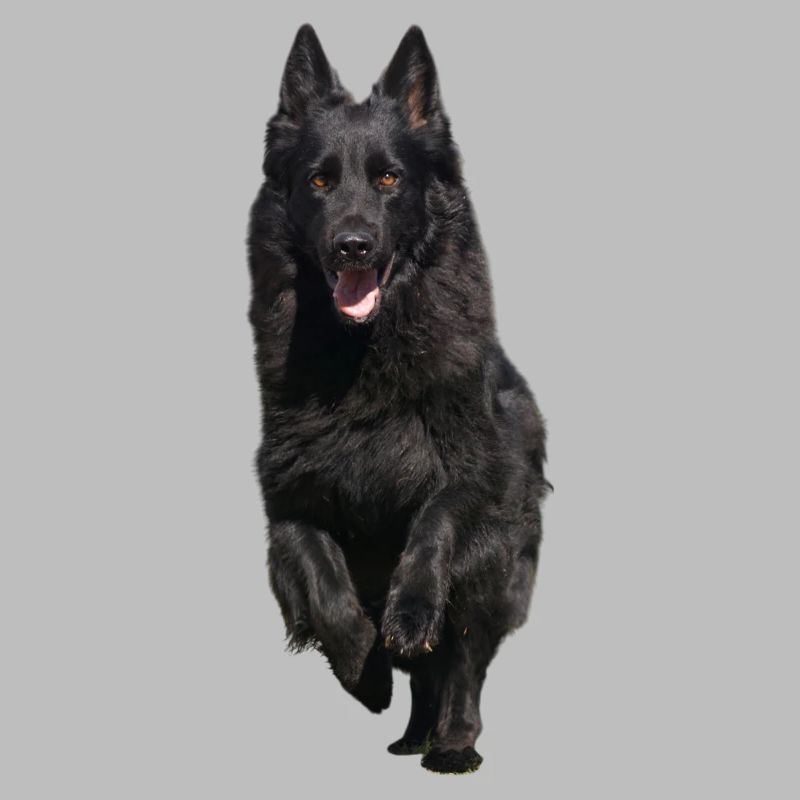 black shepherd front