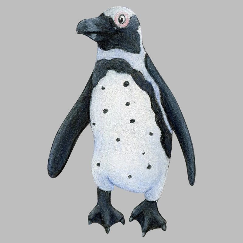 Jackass penguin