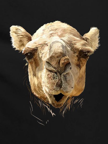 kamel