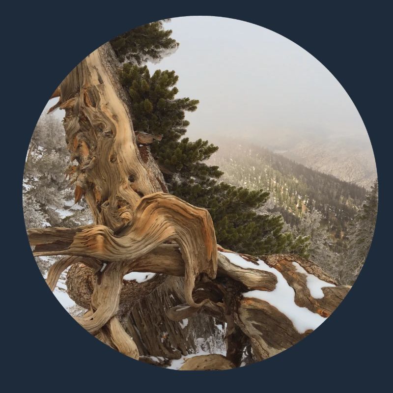 old gnarled tree on the Pacific Crest Trail