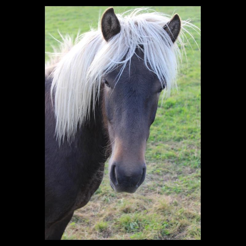 Affiche Cheval Cheval
