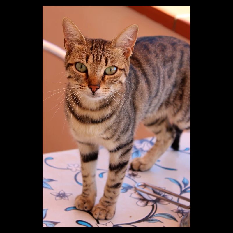 Katze Kätzchen