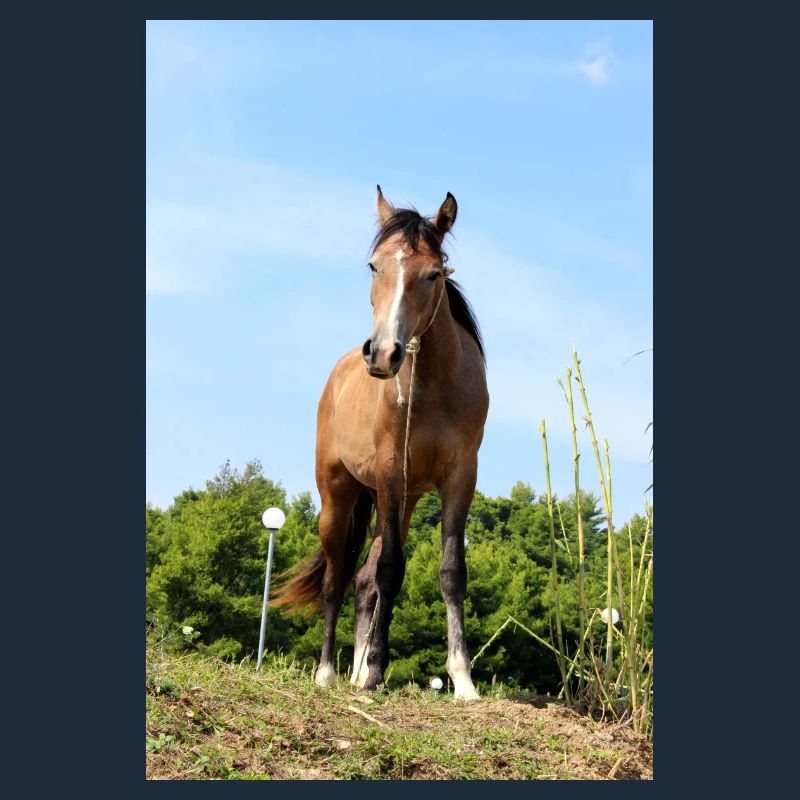 Affiche Cheval Cheval