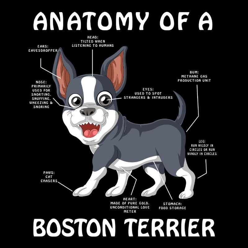 Anatomie Eines Boston Terrier Hundes süßes Haustier