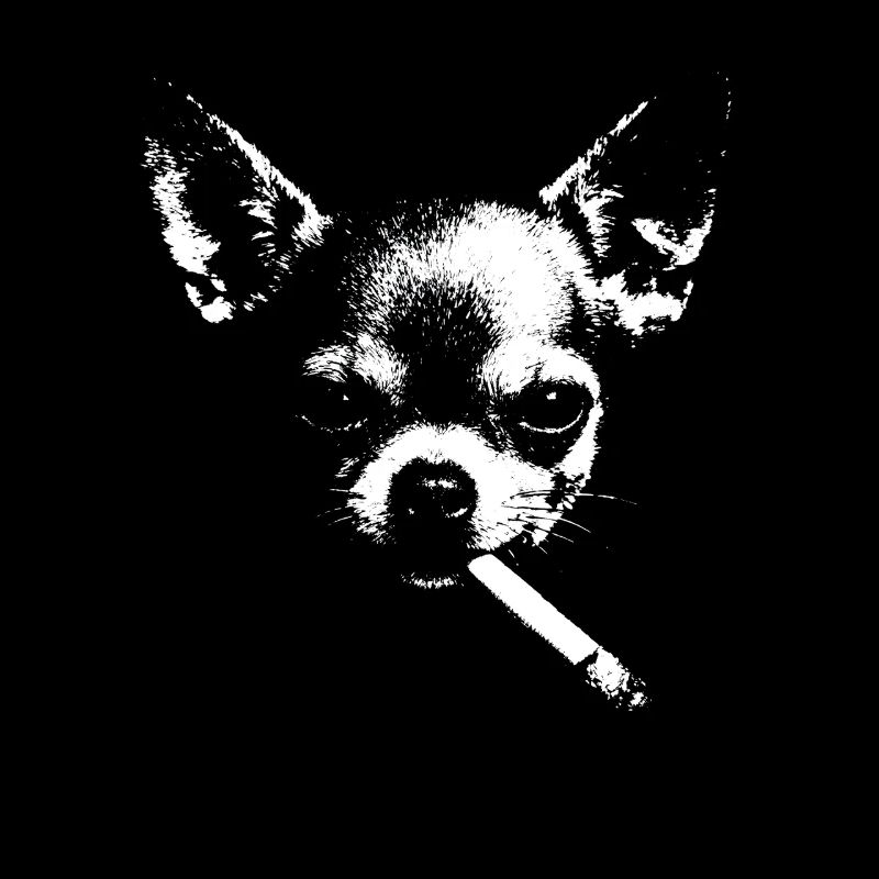 Chihuahua Noir mit Zigarette