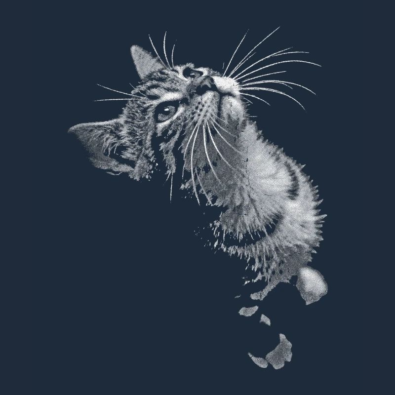 Graustufen Katzenschnurrer Blick