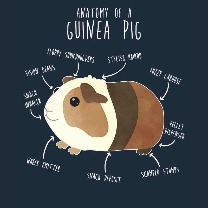 Anatomie des cochons d’Inde