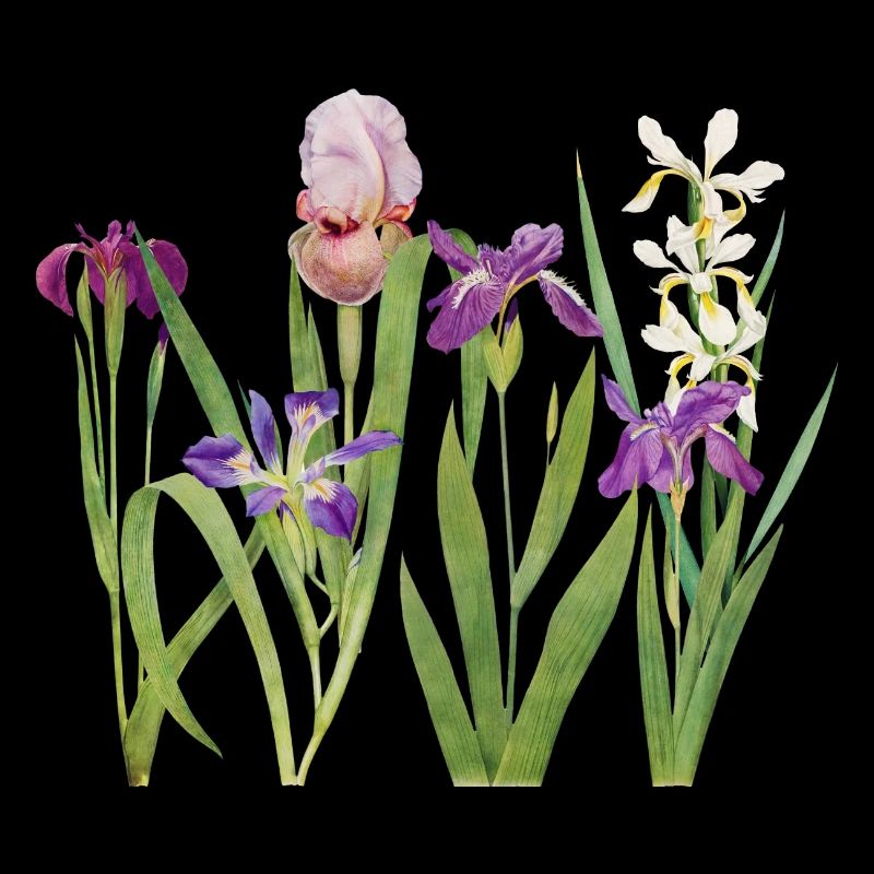 Iris sauvage et orchidée design botanique