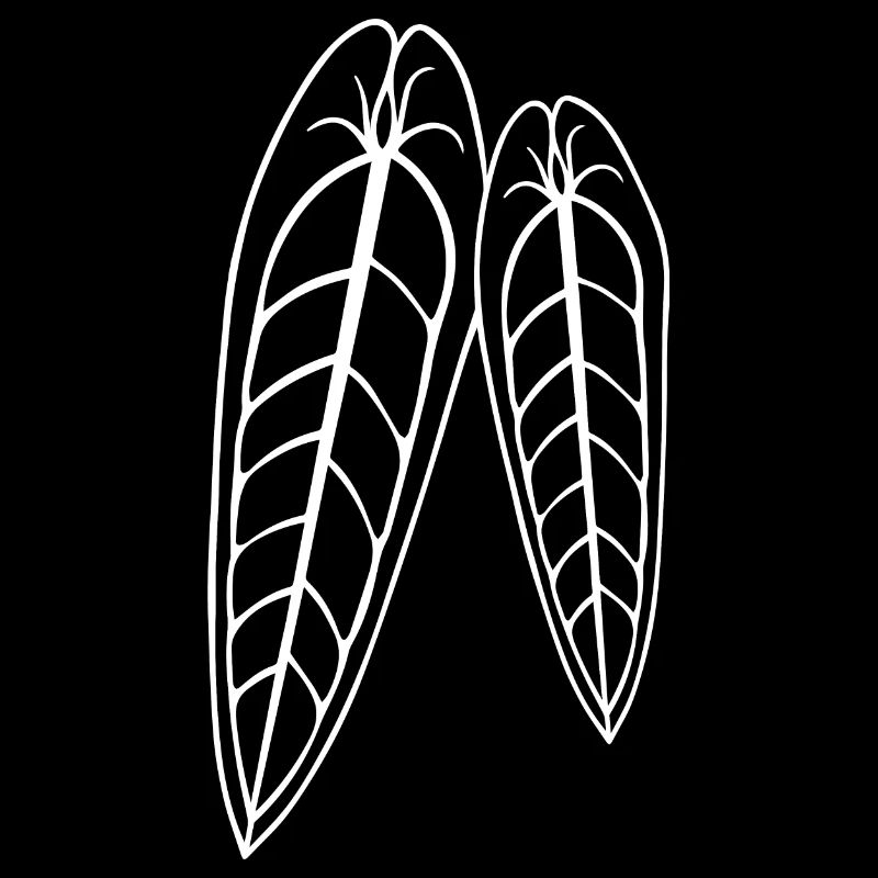 Anthurium Warocqueanum - by variegated.mind