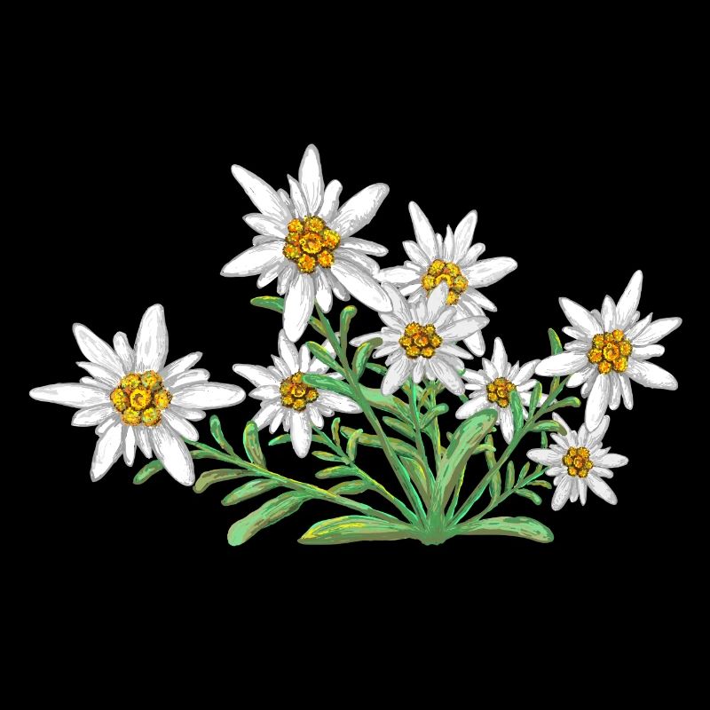 Das Edelweiss, Blume der Alpen, Blume der Schweiz