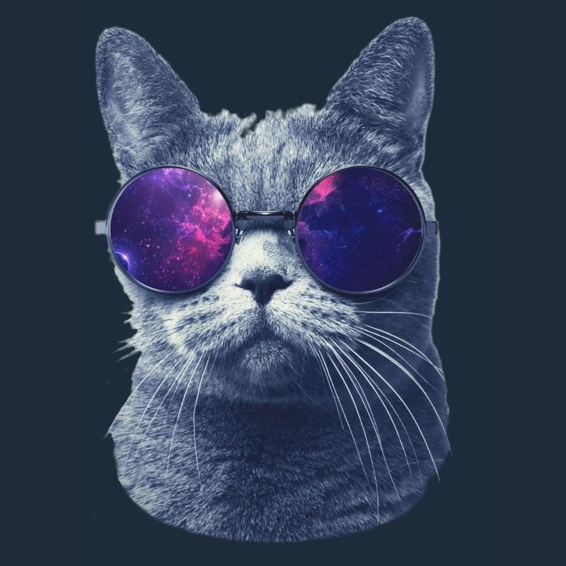 chat dans des lunettes