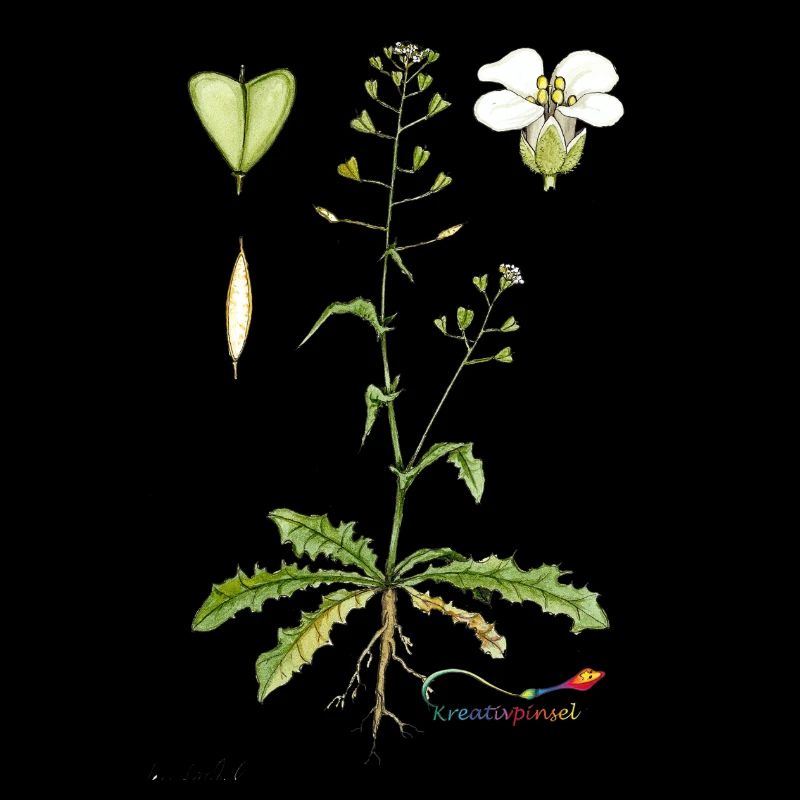 Bourse de berger (Capsella bursa pastoris)