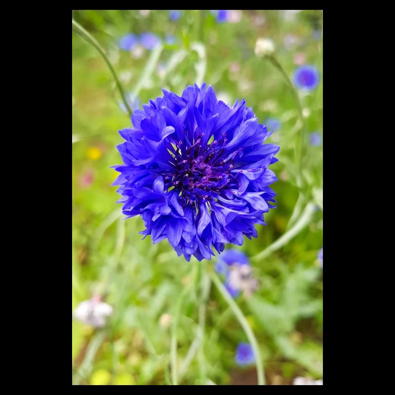 bluebottle also cornflower cornflower cyan