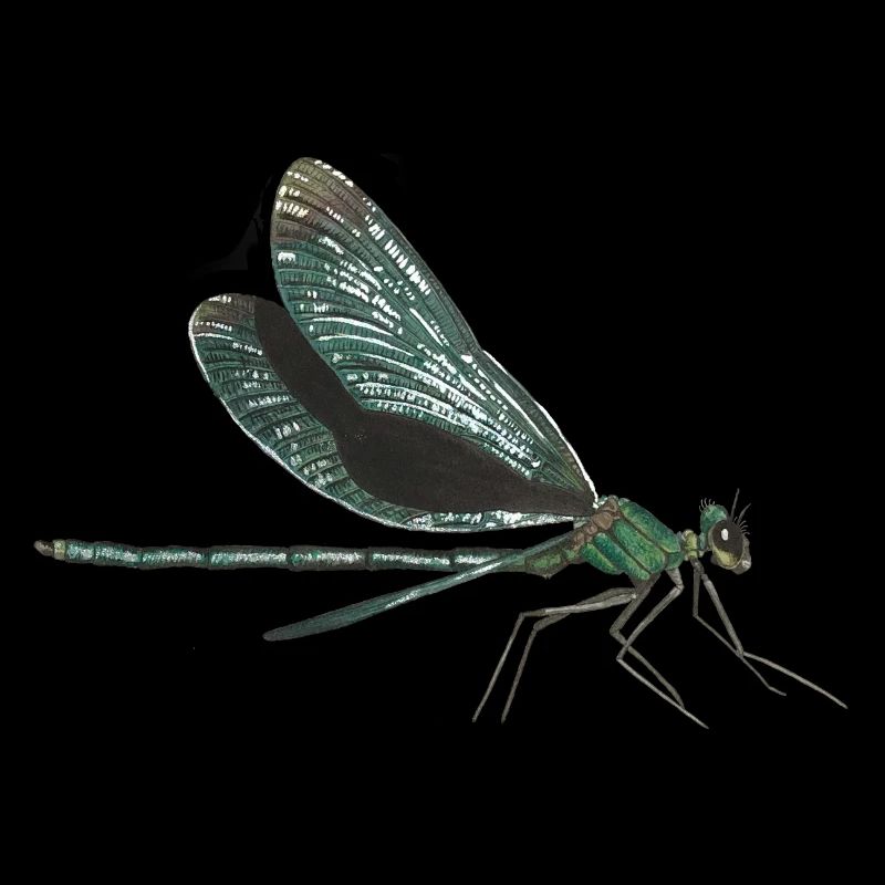 Libelle dragonfly