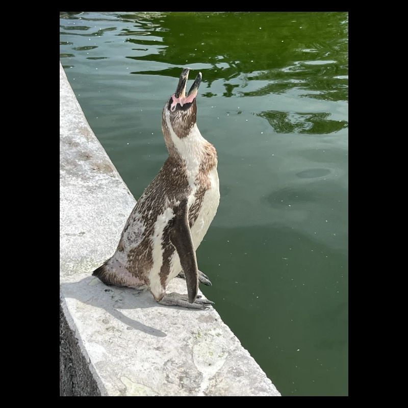 Pinguin