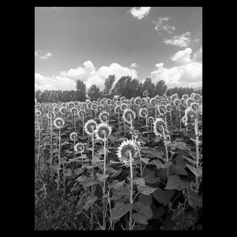 Tournesol