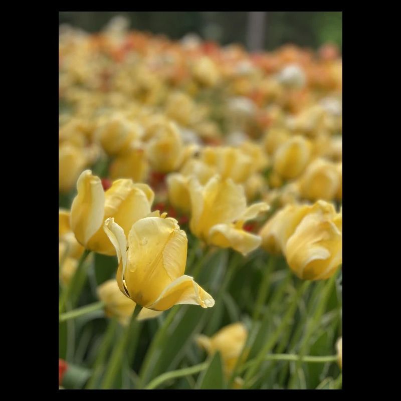 Tulipe Jaune mer