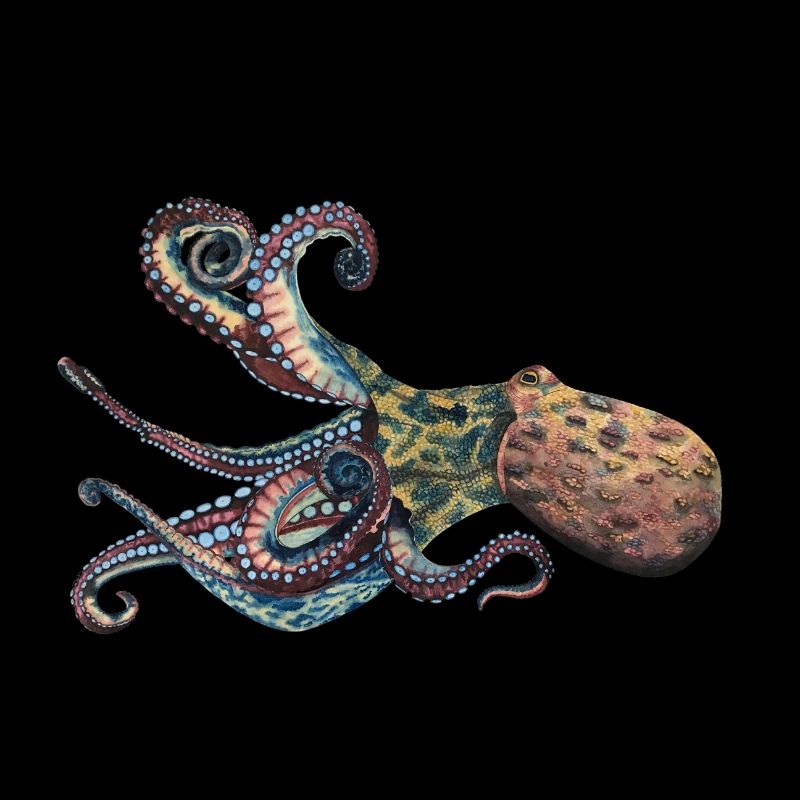 Octopus Squid