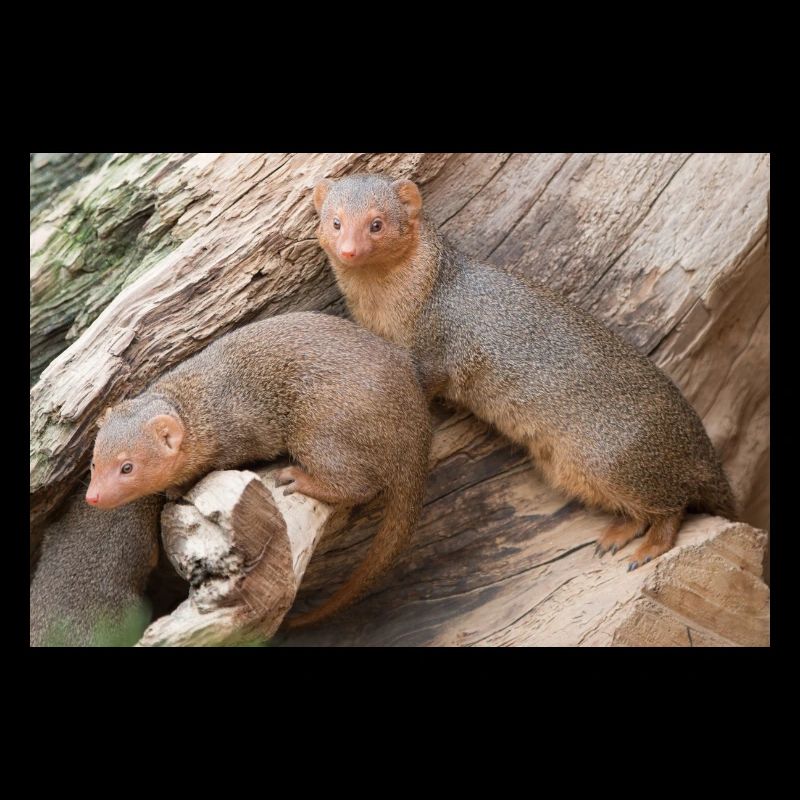 dwarf mongoose (in german Zwergmangusten) Helogale