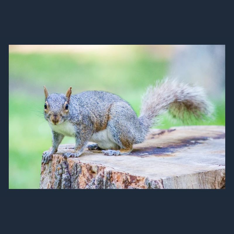 Grauhörnchen Sciurus carolinensis