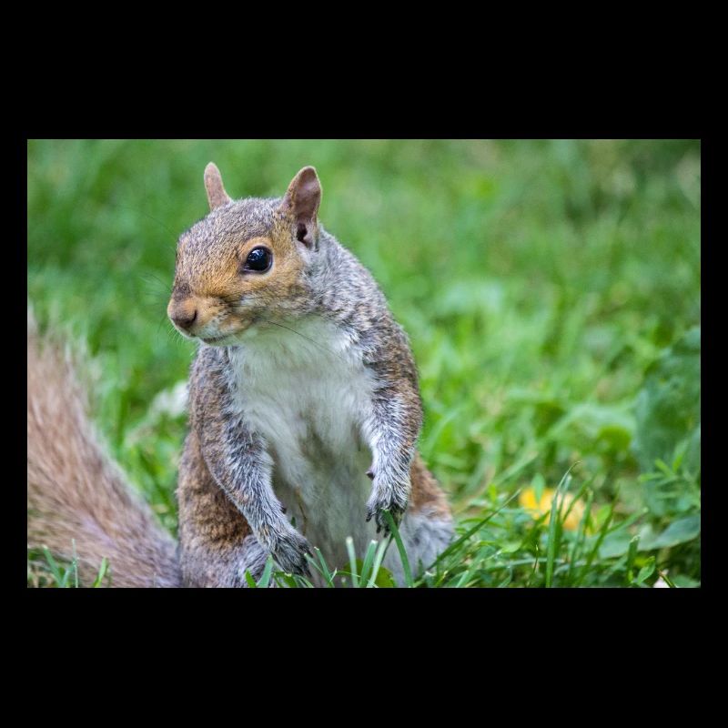Grey squirrel Grauhörnchen Sciurus carolinensis
