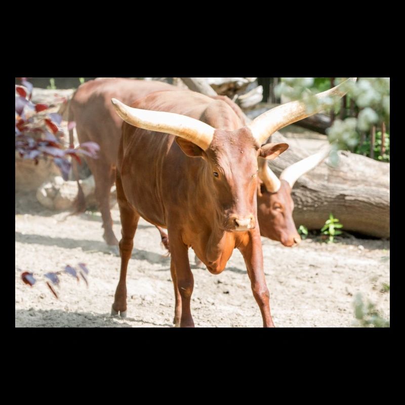 Ankole-Watusi oder Ankole Longhorn Watussirind