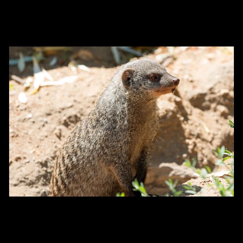 Meerkat (Suricata suricatta, Erdmännchen)