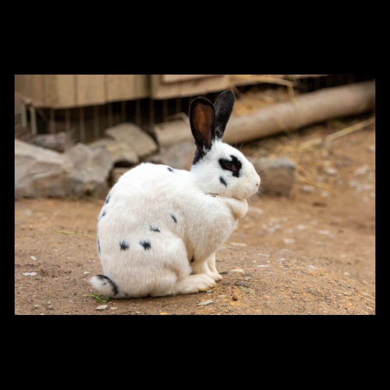 Rabbit (in german Kaninchen)