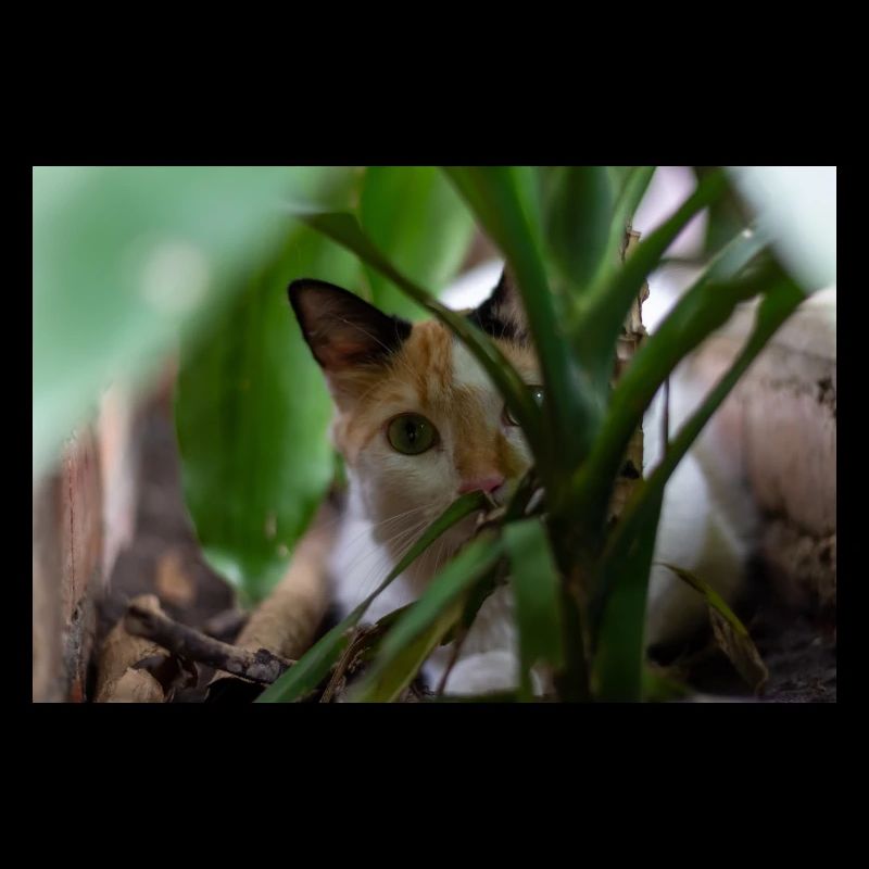 le chat au doux regard