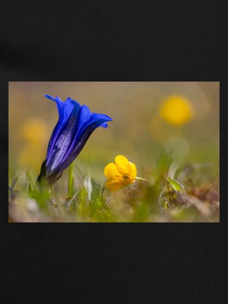 Gentian
