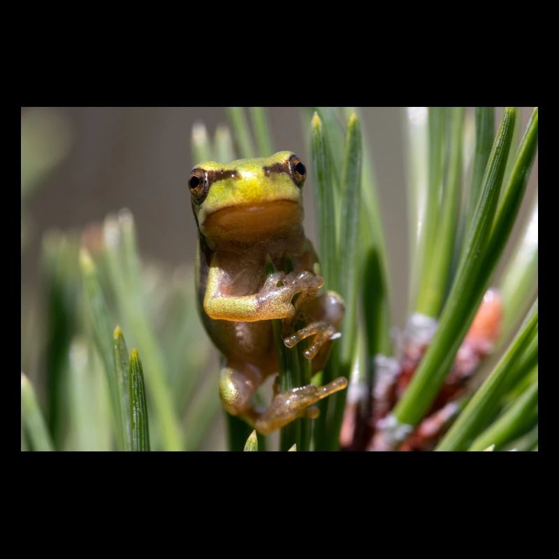 Tree frog