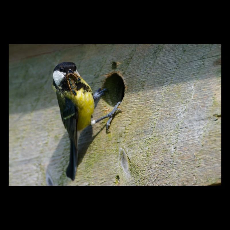 Great Tit Feeding Chicks