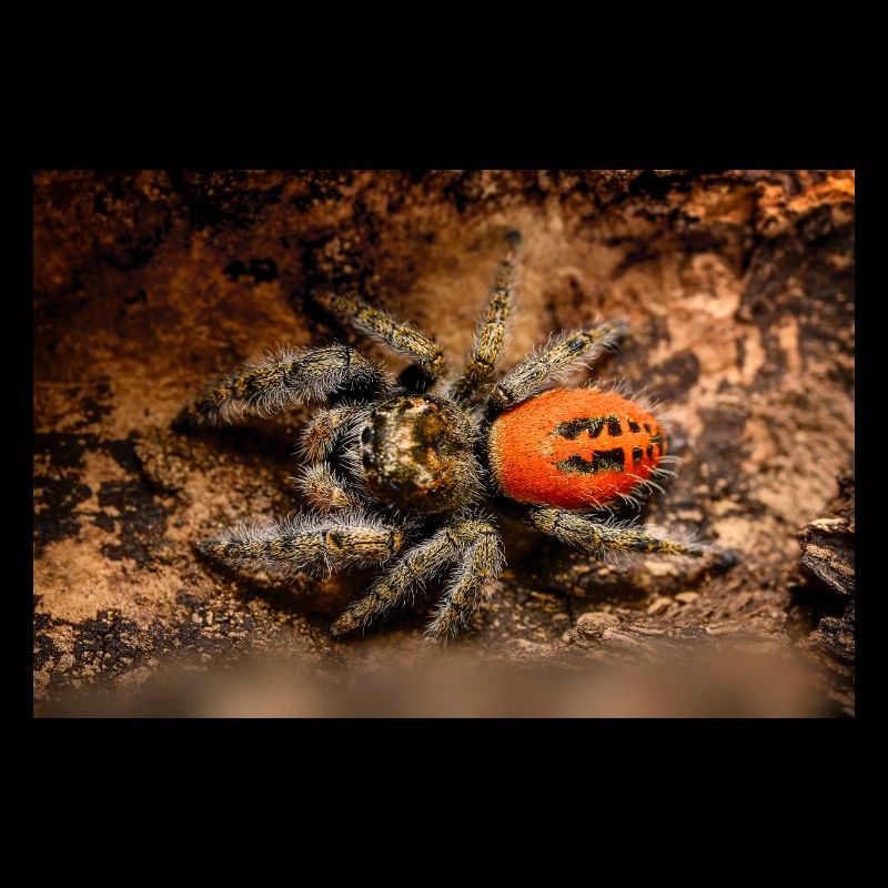 Araignée sauteuse Phidippus texanus araignée sauteuse