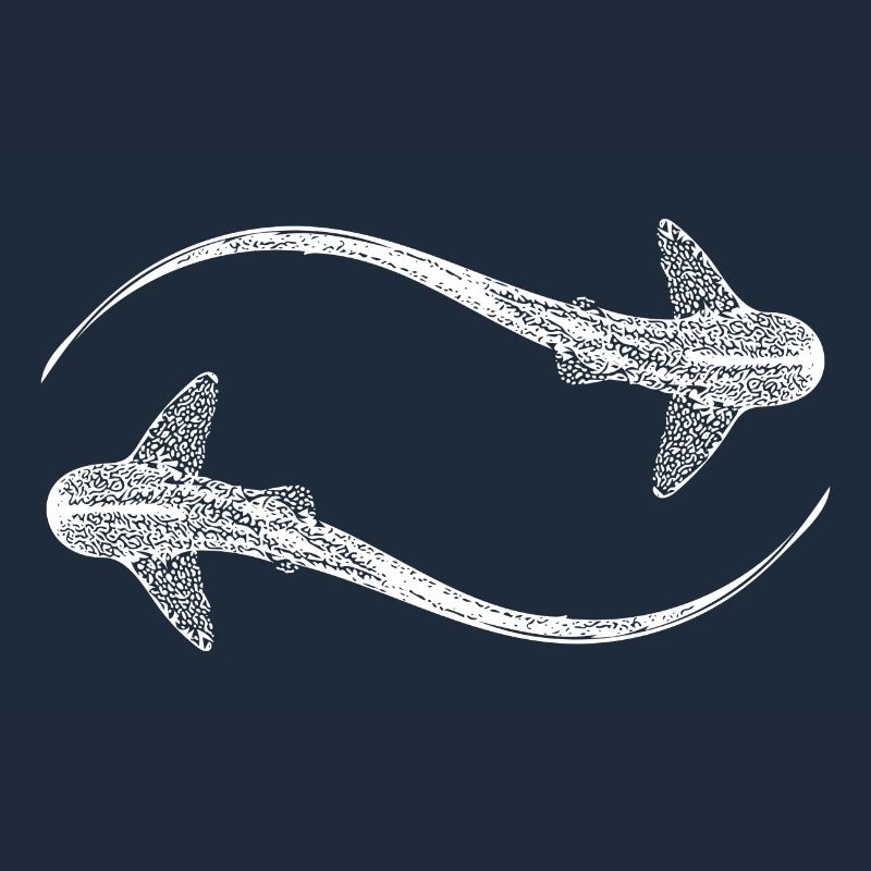 Elegant leopard sharks - Triakis semifasciata