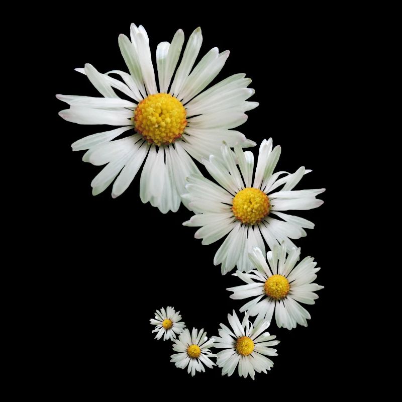 Gänseblümchen, Daisy, Blumen, Blüten, floral