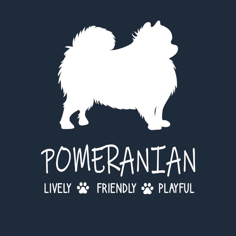 Pomeranian Spitz Kleinspitz Zwergspitz Pom Süßer