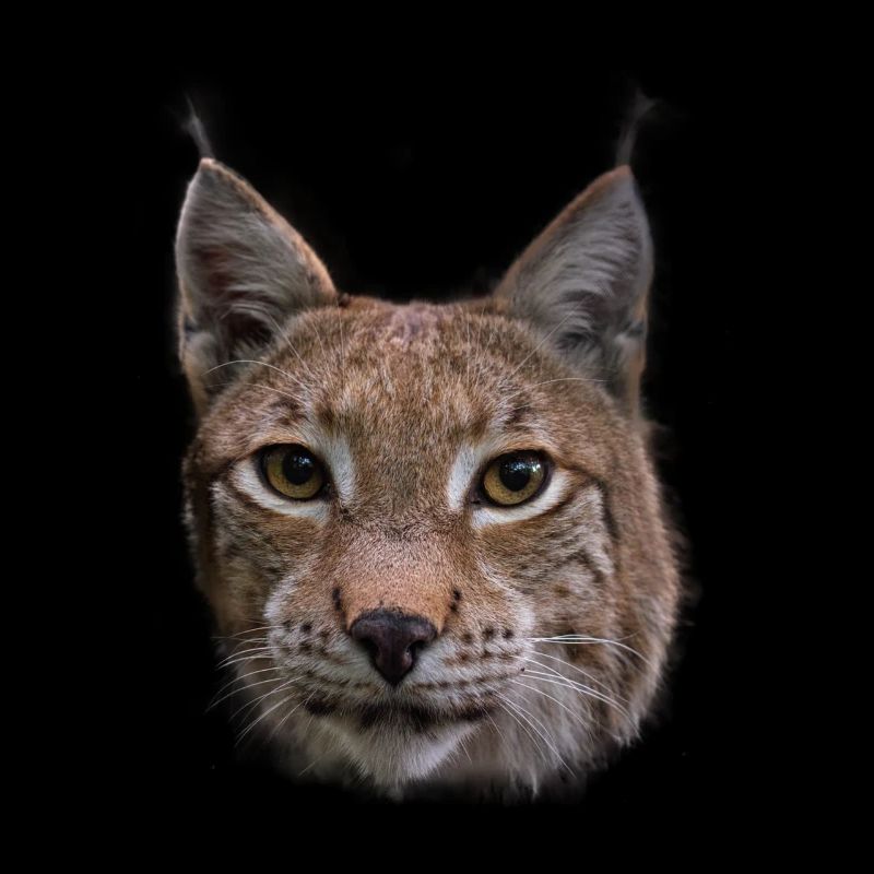 Luchs Design Luchse Wildkatzen Geschenk